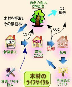 木材のライフサイクル