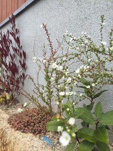 「き」なりの家の庭にも花が咲き始めました