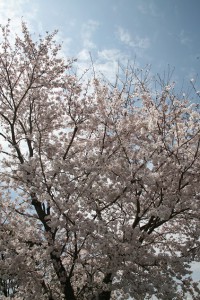 桜が満開です！