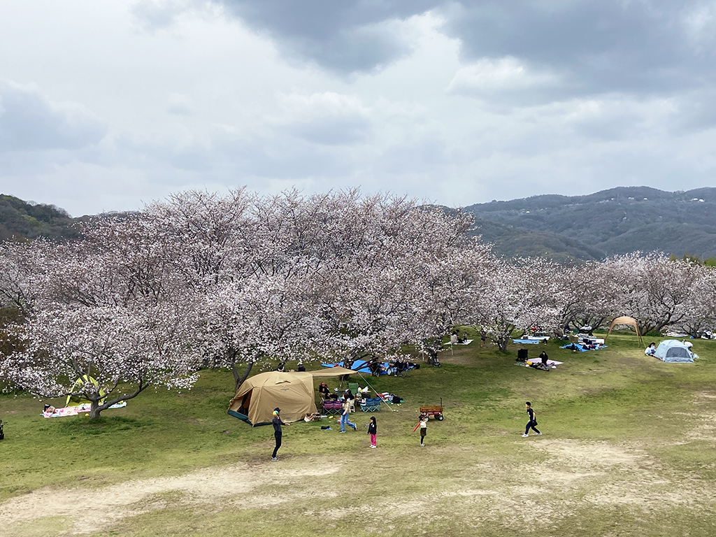 せせらぎ広場 開花情報